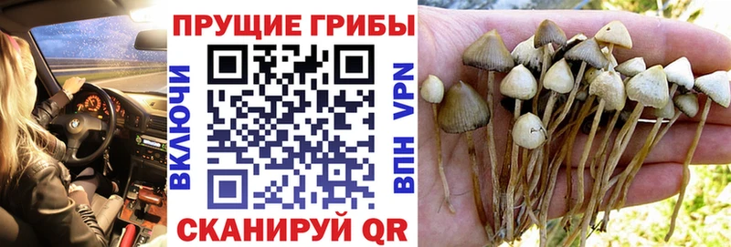 Галлюциногенные грибы мицелий Верхний Тагил